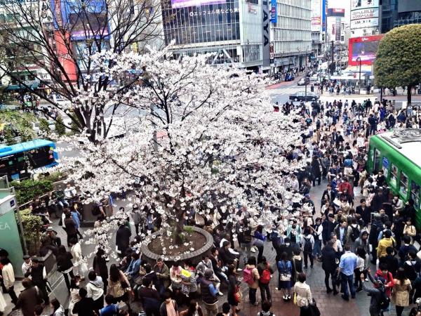 代々木公園の花見客が大量のゴミを放置・・中国ネットにも驚きの声、「日本好きとしてがっかり」「本当に日本は行くたびに…」