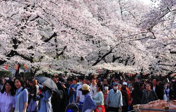 花見シーズンで訪日中国人が急増、「マナーが悪い」との反感も―香港メディア