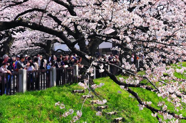 「爆買い」ならぬ「爆花見」　桜シーズンに中国人観光客が激増、ビザ緩和や円安で