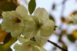 関西屈指、200種の桜を満喫　京都府立植物園でライトアップ