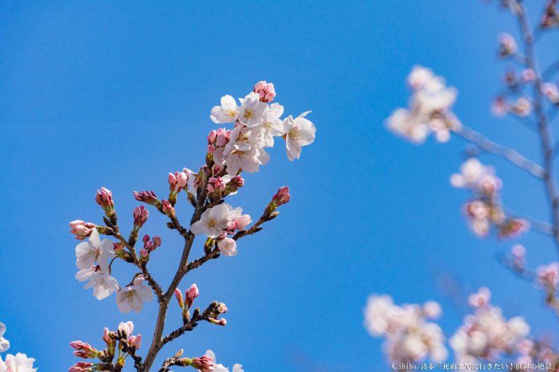 最終回 笑顔で彼と春を迎えたい 先取り すべりこみまで楽しめる桜の絶景5選 詩歩がプロデュース 恋する私の絶景リスト ローリエプレス