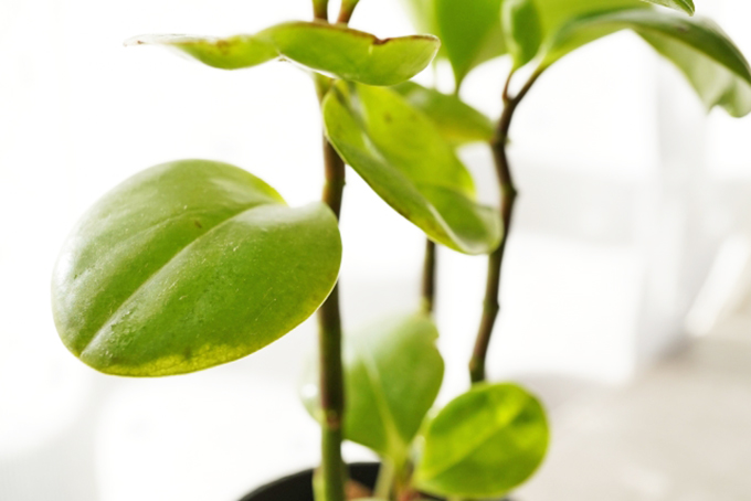 観葉植物がもたらす癒しとリラックス効果
