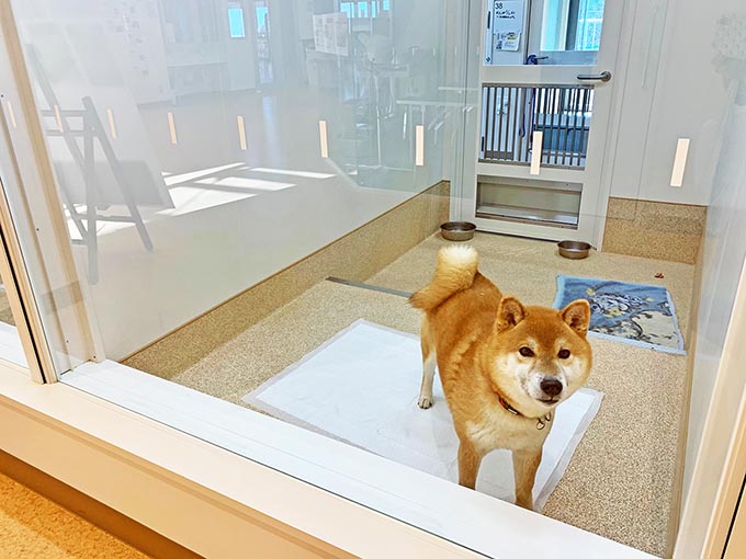 捨て犬を殺処分する獣医師の無念さと未来への願い 殺処分ゼロが続く神奈川県動物愛護センターの物語 年2月22日 エキサイトニュース