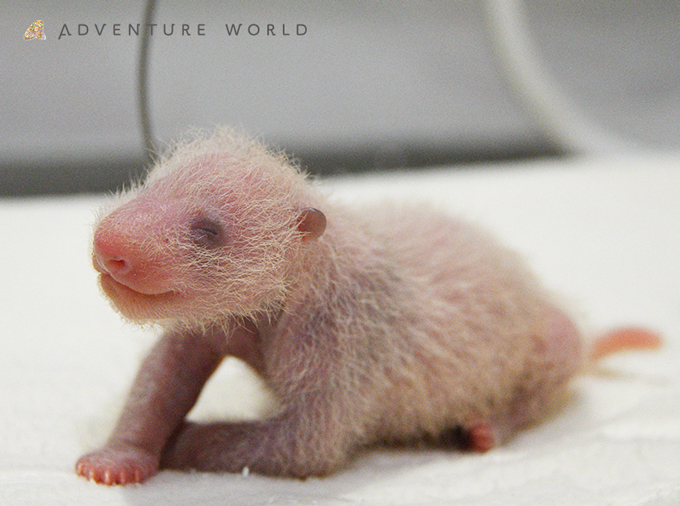 赤ちゃんパンダ 生後1週間を迎え 母子ともに健康 年11月29日 エキサイトニュース 2 2