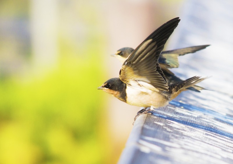 4月10日から14日 幸せを呼ぶ鳥 つばめ といっしょに春の空を眺めましょう 16年4月12日 エキサイトニュース