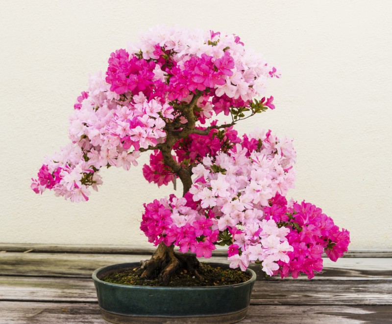 女性でも楽しめる盆栽が大人気 色とりどりなミニ盆栽の楽しみ方 16年5月10日 エキサイトニュース