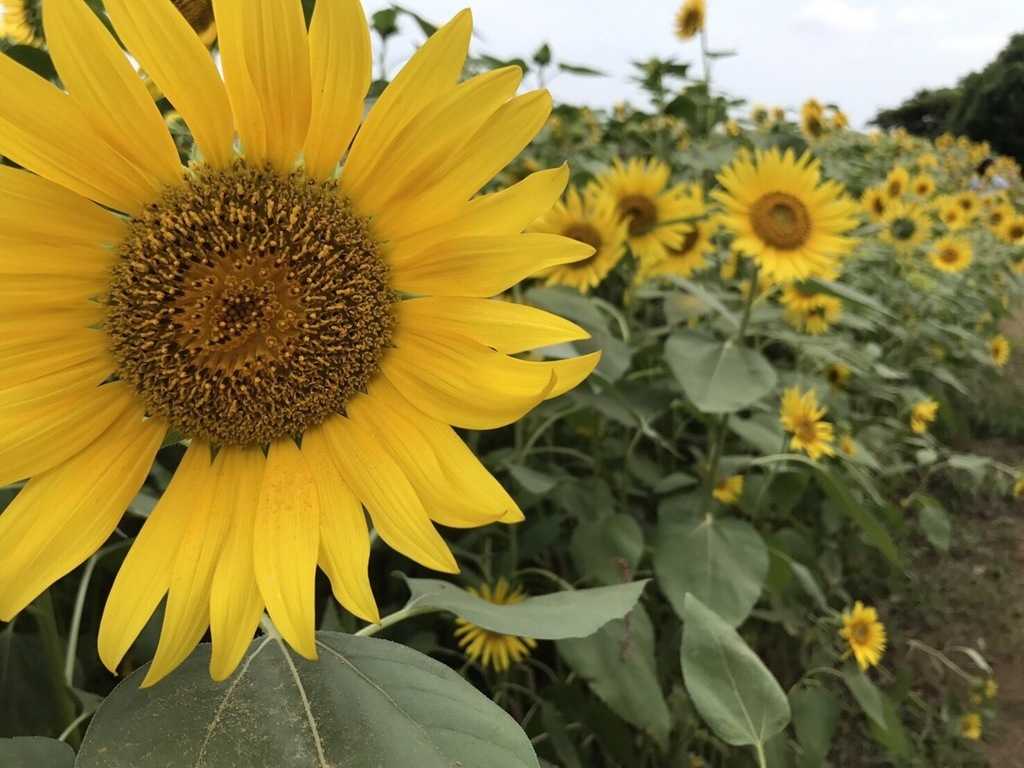 夏のフォトジェニックイベント ひまわり畑で写真を撮ってインスタ映えを狙え 座間ひまわりまつり ローリエプレス