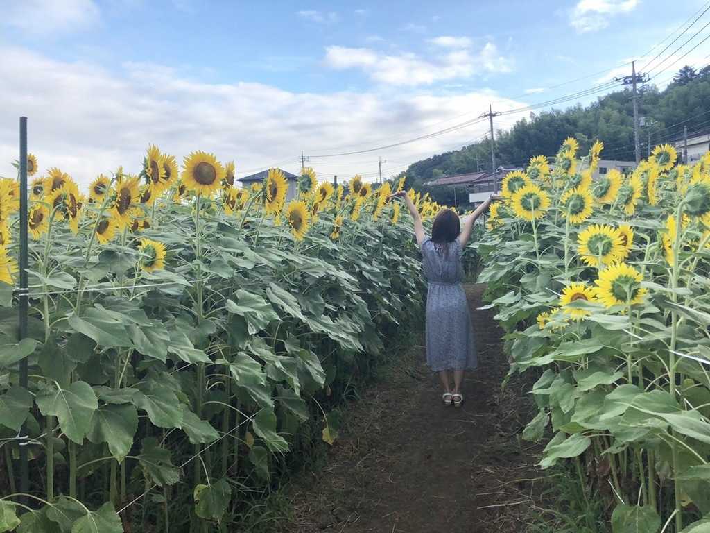 夏に行きたい 成田ゆめ牧場のひまわり畑で ひまわり迷路 開催中 ローリエプレス