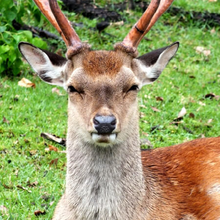 足立区に野生の鹿が出没 荒川上流ではクマの目撃情報が相次いでいた 年6月2日 エキサイトニュース