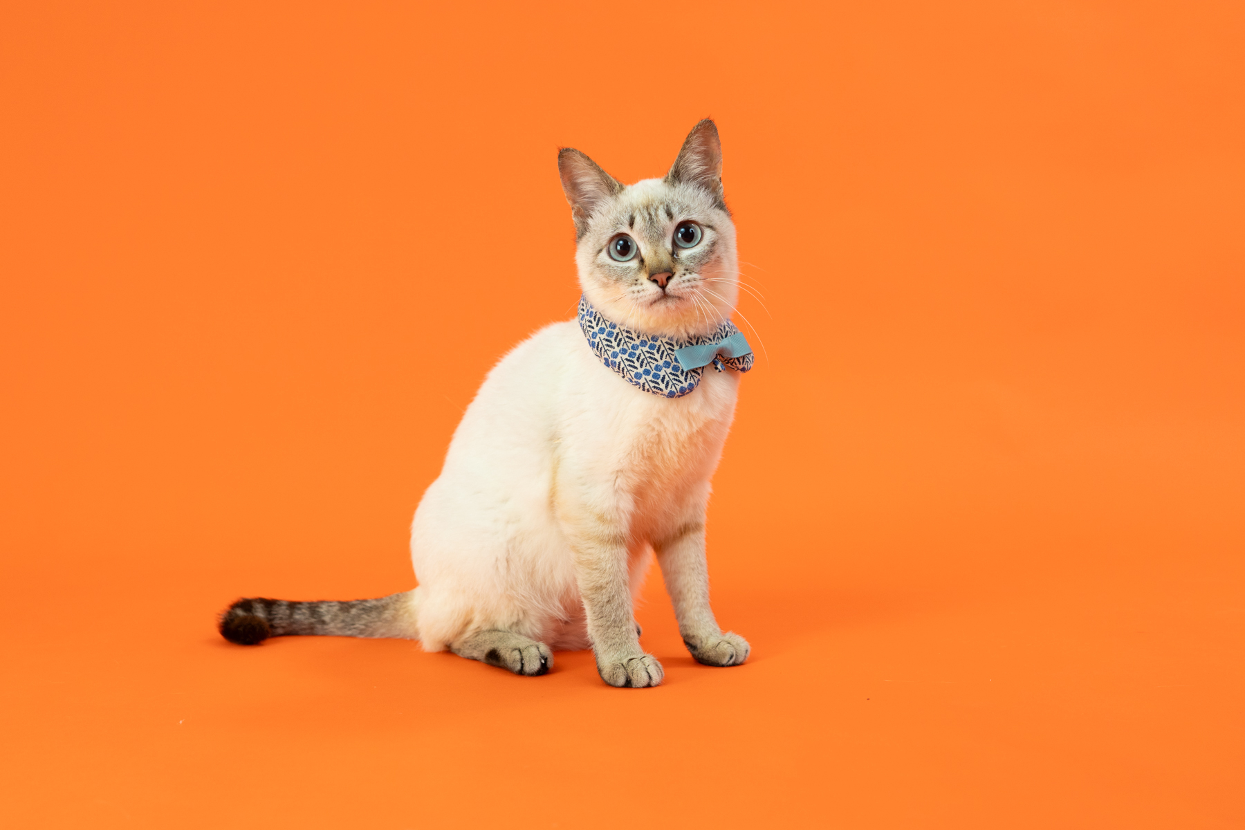 写真家 五十嵐 健太の飛び猫10周年記念 「島猫そらら写真展」を12月20