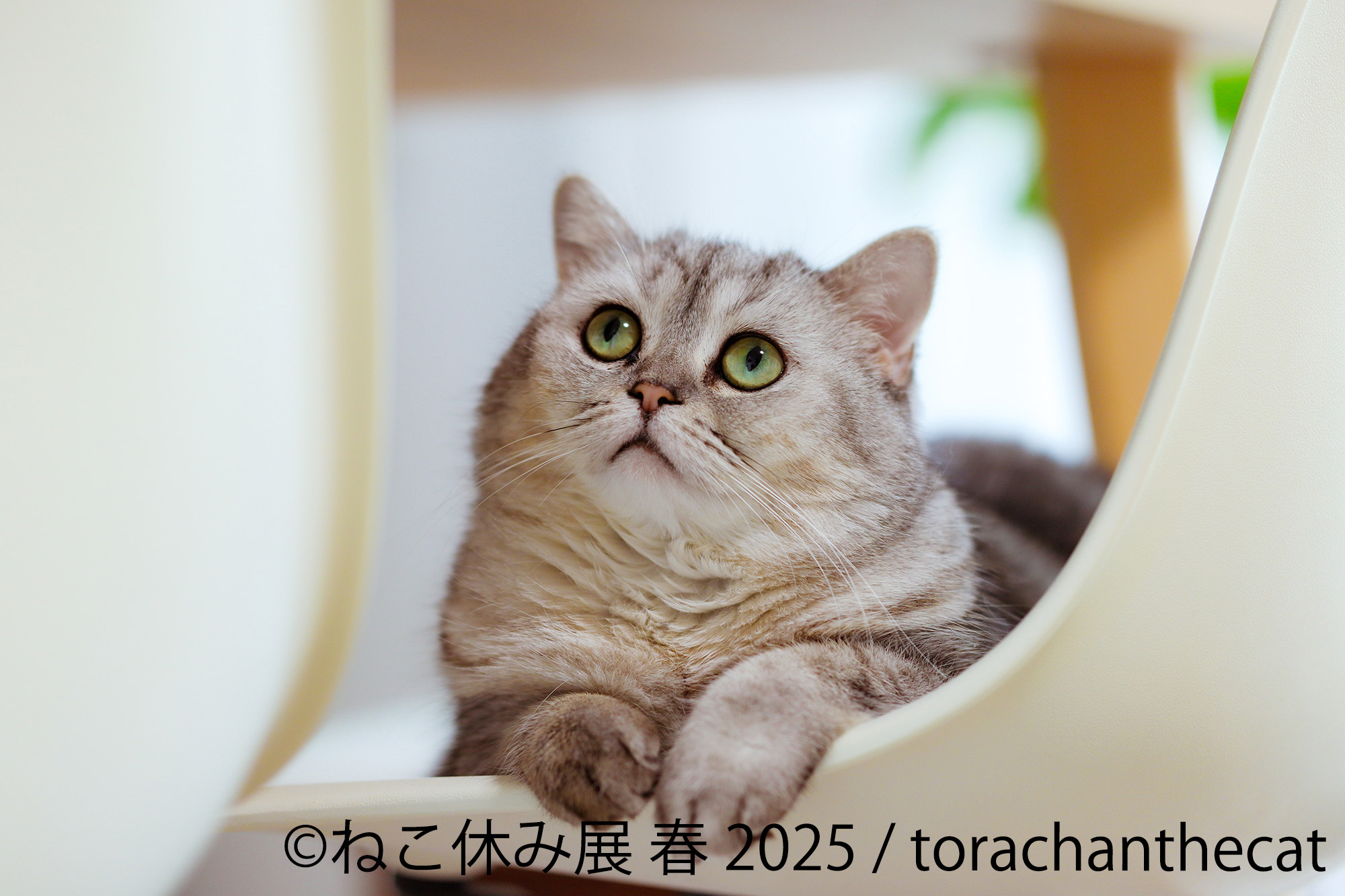 フォロワー様限定400円 世界に1つだけの猫たちのハンドメイド