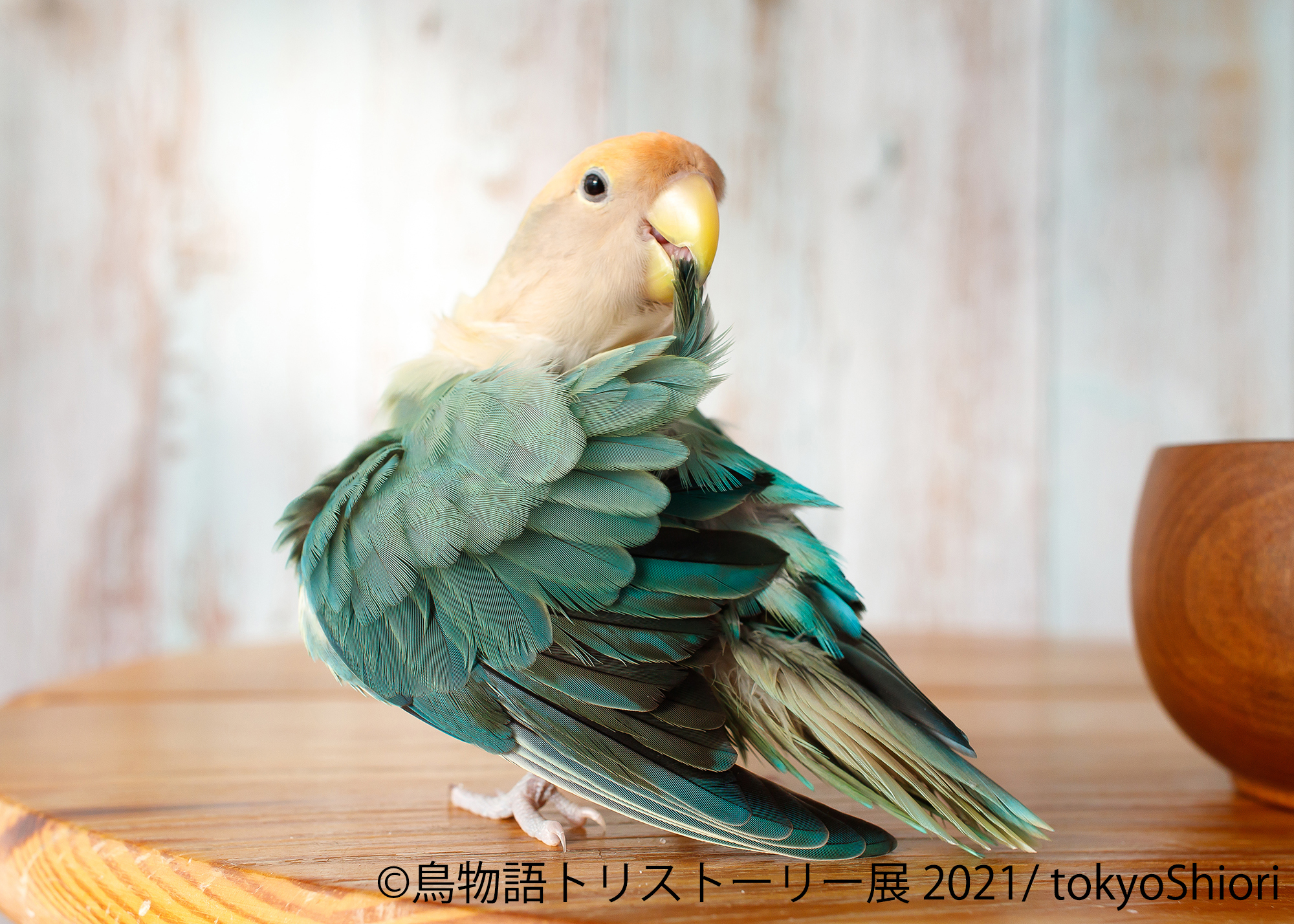 可愛い小鳥からワイルドな野鳥まで 一瞬の美しさ がテーマの作品大集結 鳥物語トリストーリー展 21 2 名古屋で開催 21年2月3日 エキサイトニュース