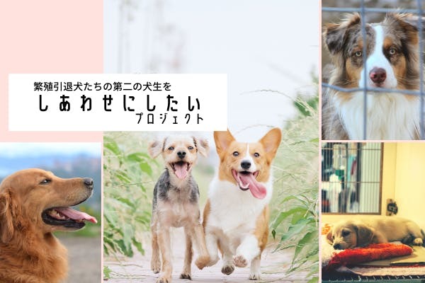 繁殖の役目を終えた犬猫 の命を助ける仕組みづくりのためcroproがクラウドファンディングを開始 21年5月28日 エキサイトニュース