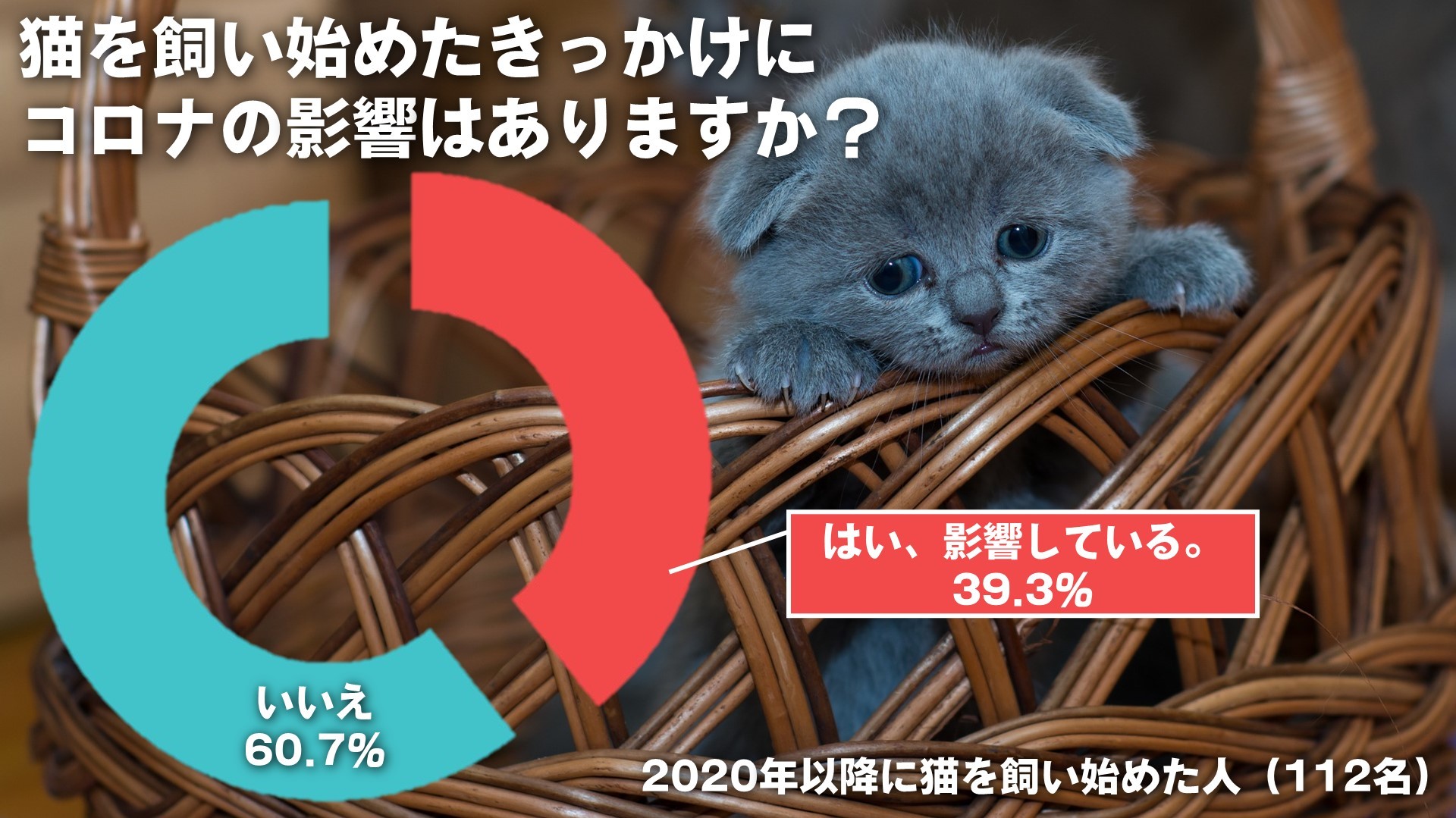 猫グッズを販売するブランド「なにわ猫」が猫に関する調査を実施 猫を 