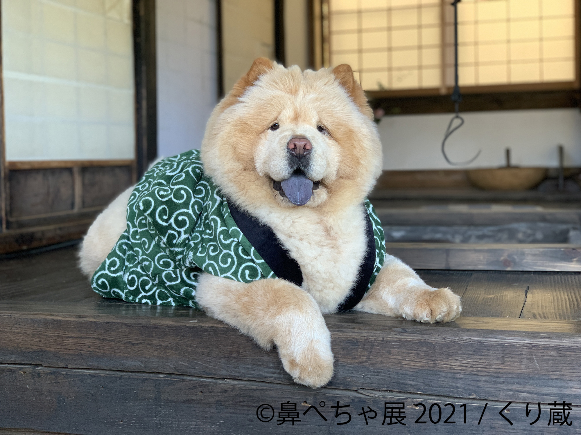 累計10万人動員 パグやシーズー 鼻ぺちゃ犬 の祭典にレア犬種 チャウチャウ など新登場 鼻ぺちゃ展 21 10 22 開催 21年10月1日 エキサイトニュース 2 6