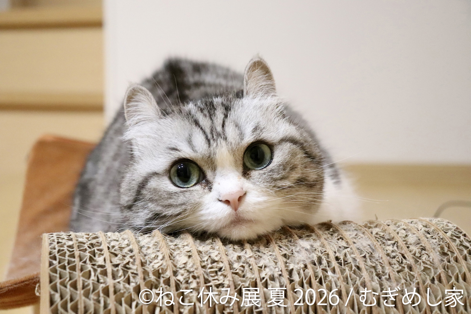 ねこまみれ様 リクエスト 4点 まとめ商品 猫まみれ”で癒される！人気スター猫の新作＆限定グッズが集結 200万人