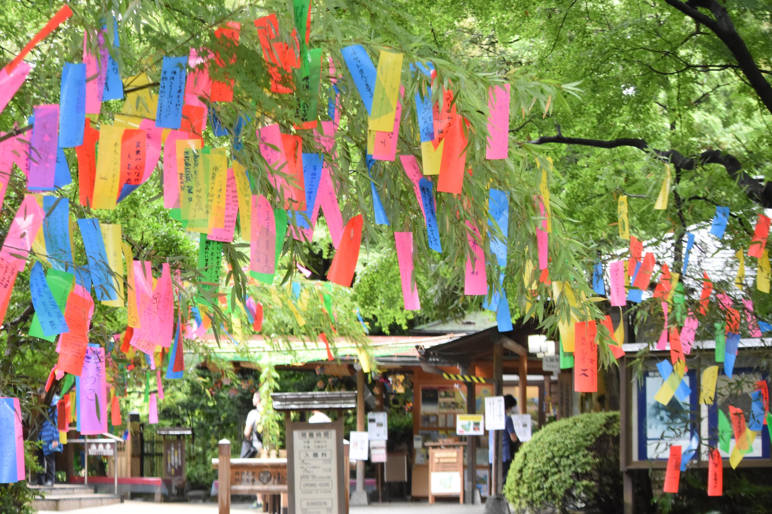 都立庭園で七夕飾り 短冊に願い事を 22年6月22日 エキサイトニュース