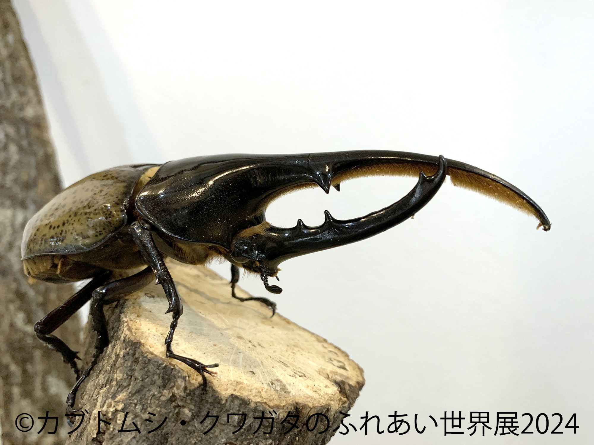 レア種が多数登場！「カブトムシ・クワガタのふれあい世界展」7/26～開催、かわいすぎる「まるっと小動物展 2024」も併設♪ (2024年6月19日)  - エキサイトニュース