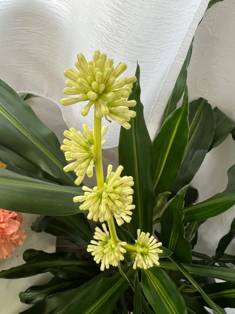 十数年に一度の奇跡 ドラセナの花が咲きました ローリエプレス