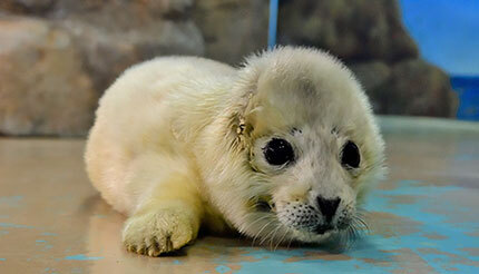 東京・しながわ水族館、ゴマフアザラシの赤ちゃん誕生！ (2024年3月2日