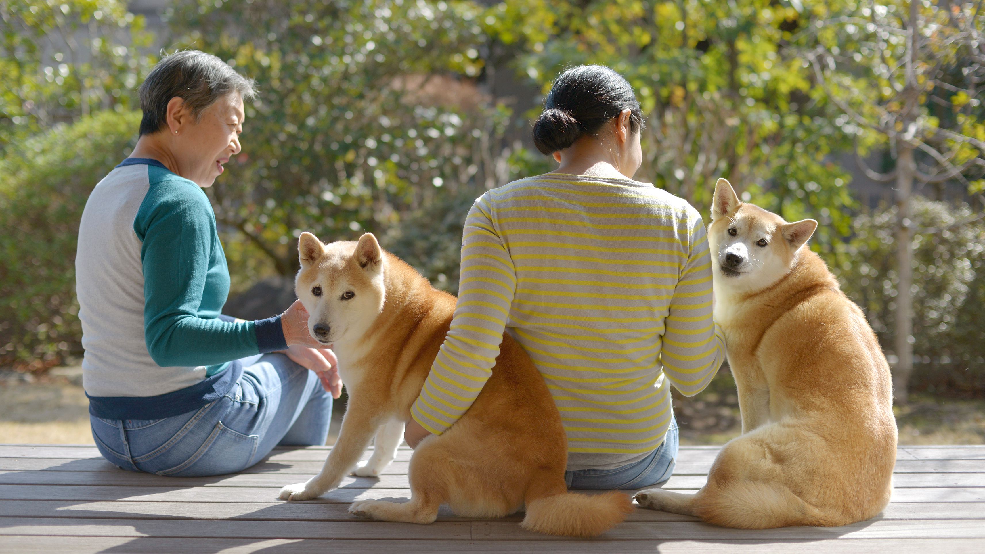 保護柴たちの未来を考える 番外編 かわいそうだから という理由で保護犬を迎えないでほしい 年4月3日 エキサイトニュース 3 4
