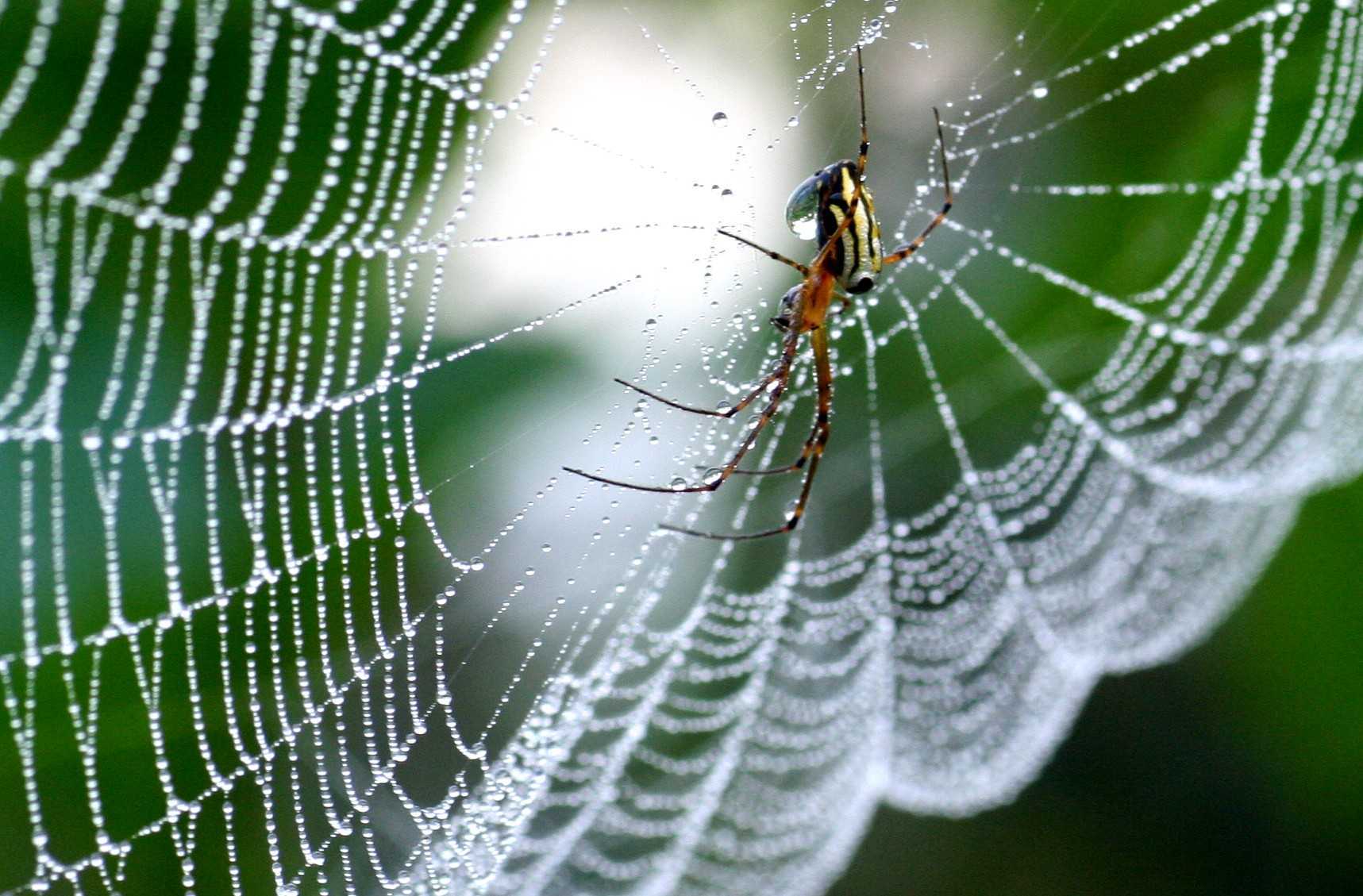 リアルスパイダーマンが実現 世界中から注目を集める最強繊維 人工クモ糸化の技術 16年9月23日 エキサイトニュース