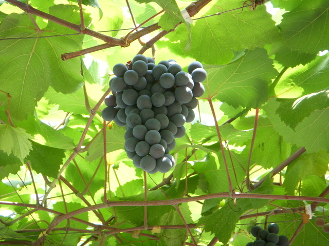 ヨーロッパの童話によく出てくる 葡萄酒 の正体とは何か 17年10月27日 エキサイトニュース