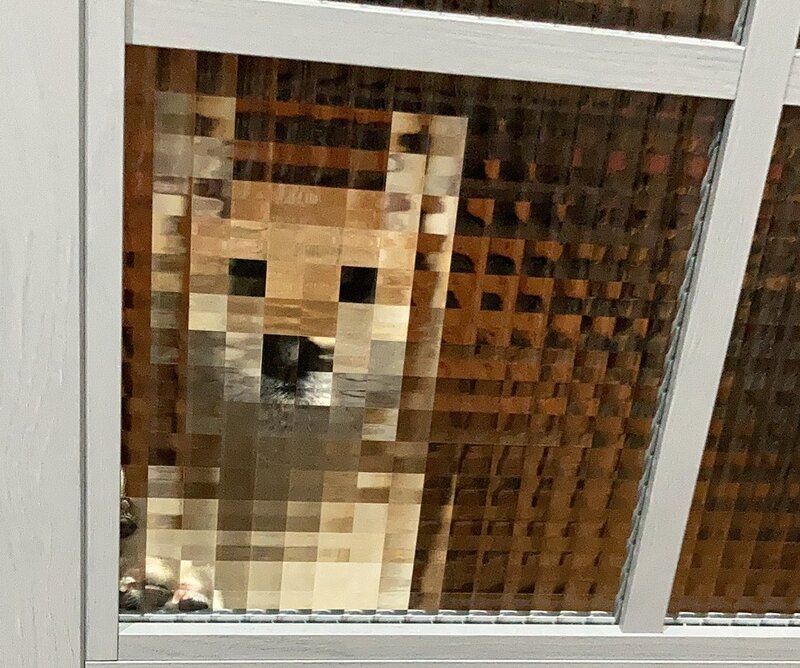 マイクラ モザイク 声も変わっちゃう お出迎えの柴犬 ガラス窓の効果でドット絵状態に 21年9月9日 エキサイトニュース