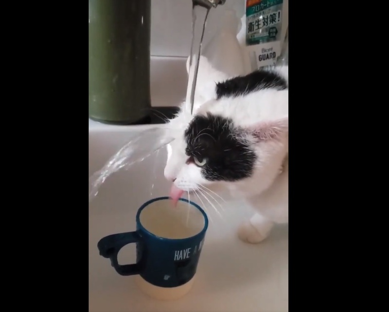 なかなか飲めないニャ 水飲みが下手すぎる猫 頭上に落ちる水を飲む姿がまるで滝行 年6月1日 エキサイトニュース