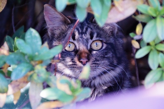 地震で猫が脱走したときは 獣医師による猫探しのポイント 完全室内飼いの猫は 発見場所の中央値が39m 茂み 車や物置の下 室外機周辺を注意深く 21年2月15日 エキサイトニュース