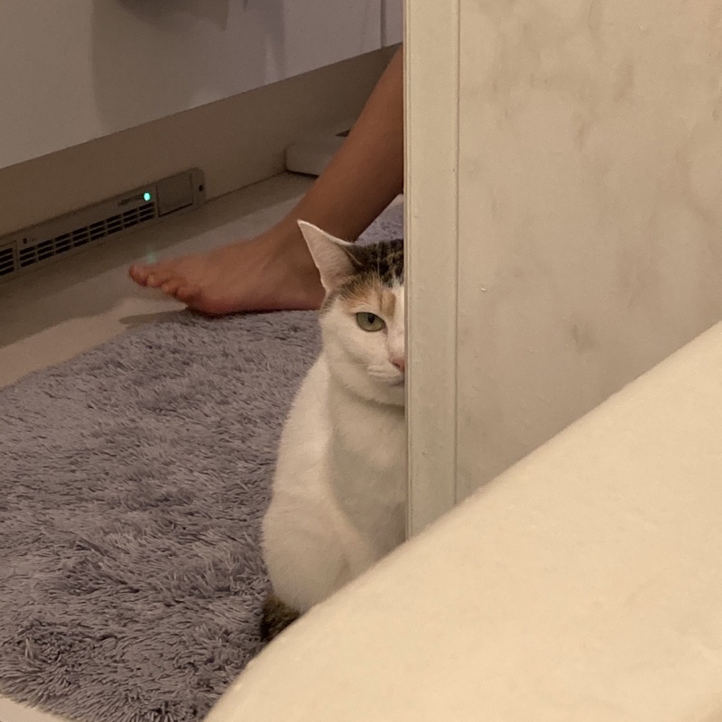 緊急地震速報にびっくりして猫さんがボワワッとなる被害 こわい音だよねと慰められる「猫にも不協和音なのだな」 - Togetter