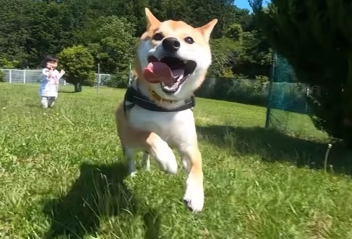 無性に走りたくなってしまうほどの全力疾走 2ヶ月ドッグランを自粛した柴犬の躍動感がすごい 年6月2日 エキサイトニュース