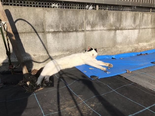 猫の恩返しかな 野良猫を会うたびに撫でていたら猫の集会に招待される 16年12月6日 エキサイトニュース