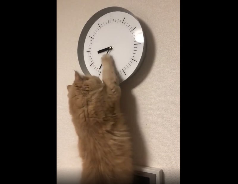 時を操る猫 前足チョイチョイで微調整 気付かれぬよう 5分だけ 進め直す 21年5月27日 エキサイトニュース