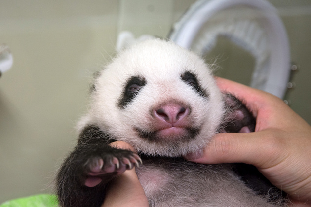 祝 シャンシャン1歳の誕生日 成長の記録を動画で振り返る パンダ史上最も美しい膝カックンも 18年6月12日 エキサイトニュース