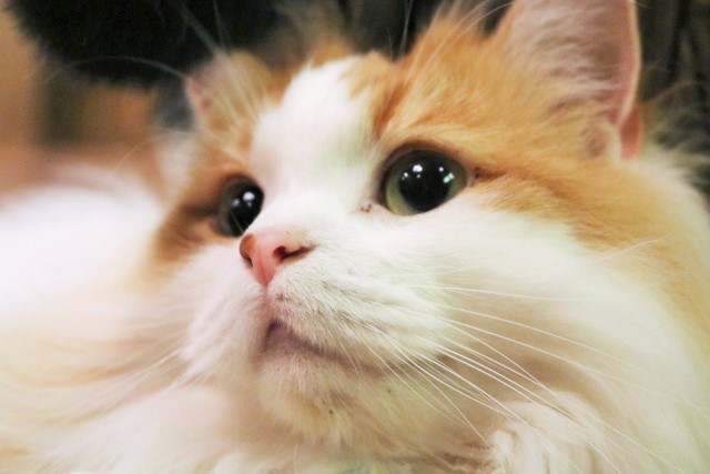 ペットショップで犬猫買うヤツは人間のクズ ひろゆきが苦言 犬猫は可愛い でもその前にどれだけ殺してんの 19年3月12日 エキサイトニュース