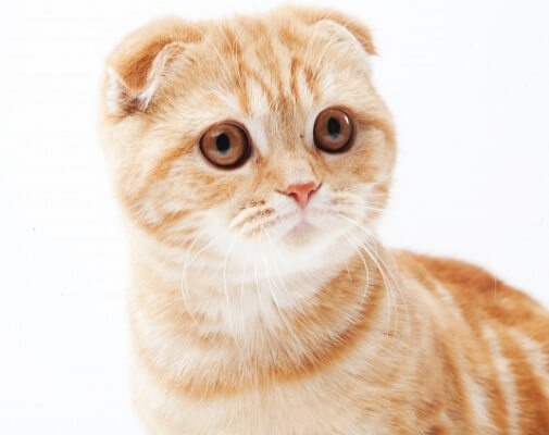 好きな猫の種類の1位はアメショ 実際に買われているのは雑種がトップ エキサイトニュース