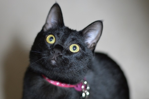 黒猫はインスタ映えしないから捨てられる って本当 事実だとしても撮影スキルがなさすぎでは 18年10月21日 エキサイトニュース