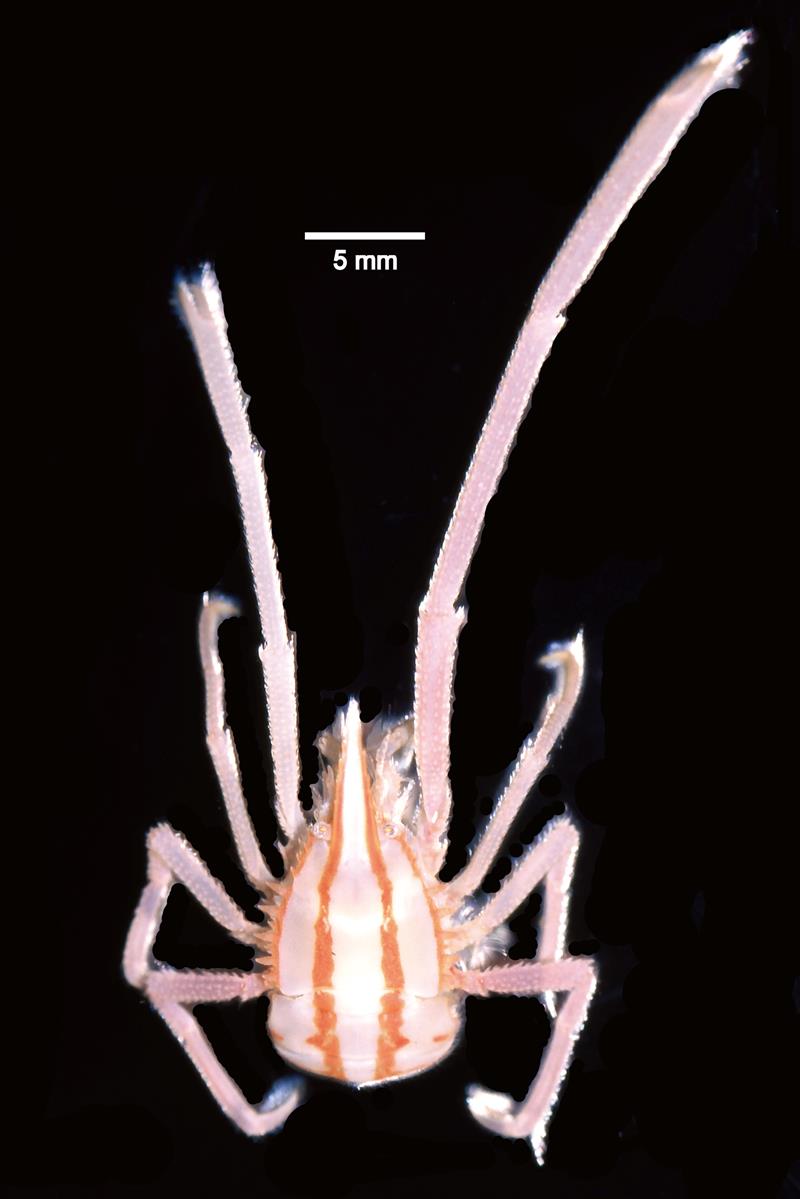 南房総に新種甲殻類 ヨツスジテングクモエビ 千葉県中央博 大房岬沖の深海で発見 21年6月15日 エキサイトニュース