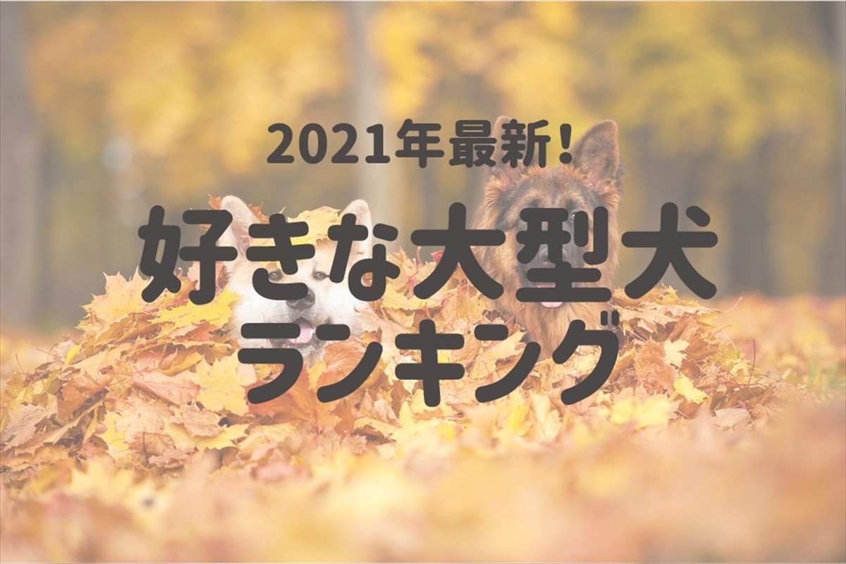 好きな大型犬ランキング 1位は忠犬として知られるあの犬種 21年6月21日 エキサイトニュース
