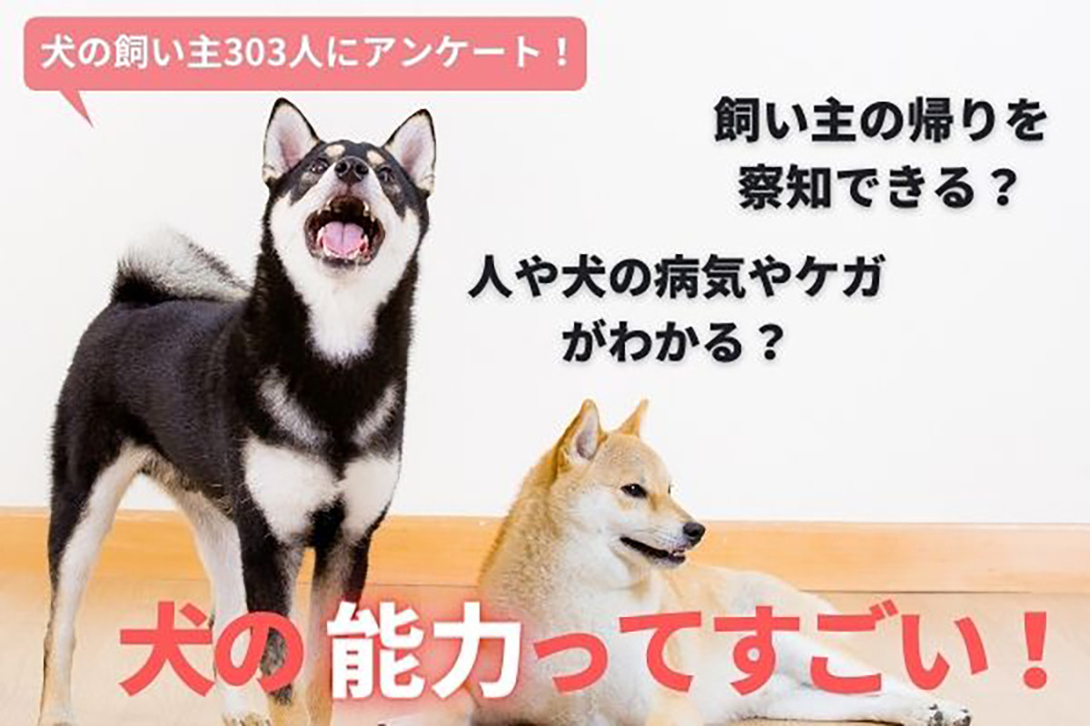 愛犬は言葉を理解すると思う人は9割弱 犬は話せない方がいい 3割以上 22年2月5日 エキサイトニュース