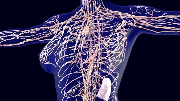 なぜリンパの流れを良くすると身体にいいのか知っていますか 21年4月24日 エキサイトニュース