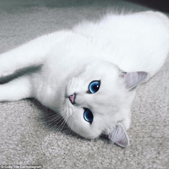 究極のブルーアイ 世界一美しい猫 に世界中がメロメロ 16年3月6日 エキサイトニュース