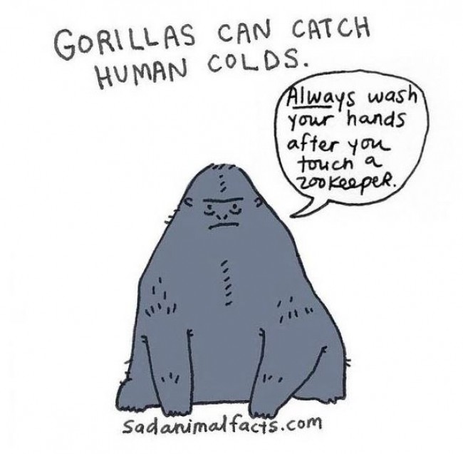 ゴリラも風邪をひく 切ない動物トリビアを紹介するイラスト集 16年10月3日 エキサイトニュース