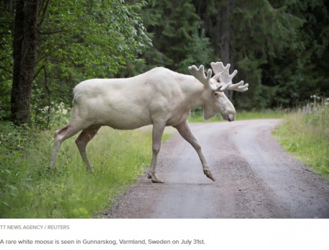 真っ白なヘラジカ現る 幻想的な世界へ誘う美しさ 17年9月9日 エキサイトニュース