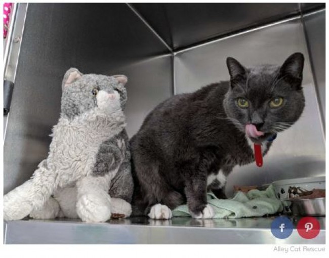 ぬいぐるみを離さない老にゃんこ 思い出を抱っこして眠る日々 18年7月7日 エキサイトニュース