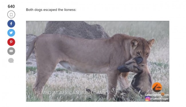 ライオンに捕まったリカオンの死んだふりがすごい 19年9月21日 エキサイトニュース