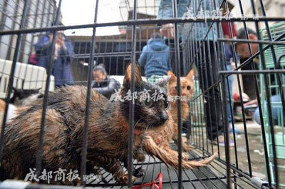 愛猫家の恐るべき 裏の顔 1日100匹を屠畜する 猫肉販売業者 だった 16年12月5日 エキサイトニュース