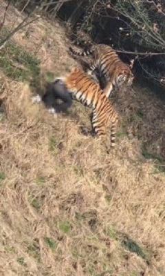 松島トモ子仰天 トラ襲撃による死亡事故続発も 動物園の入場者は倍増 17年2月3日 エキサイトニュース