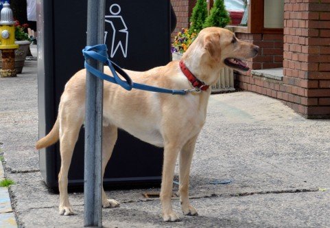 首輪を付けたペットでもお構いなし 迷子のラブラドールが 犬焼酎 に 17年9月13日 エキサイトニュース